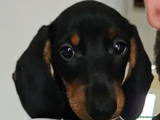 Miniature Dachshund dogs Our beautiful babies - Advert 15