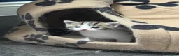 Domestic Shorthair cats for sale: Silver and white Tabby boy  - Advert 13
