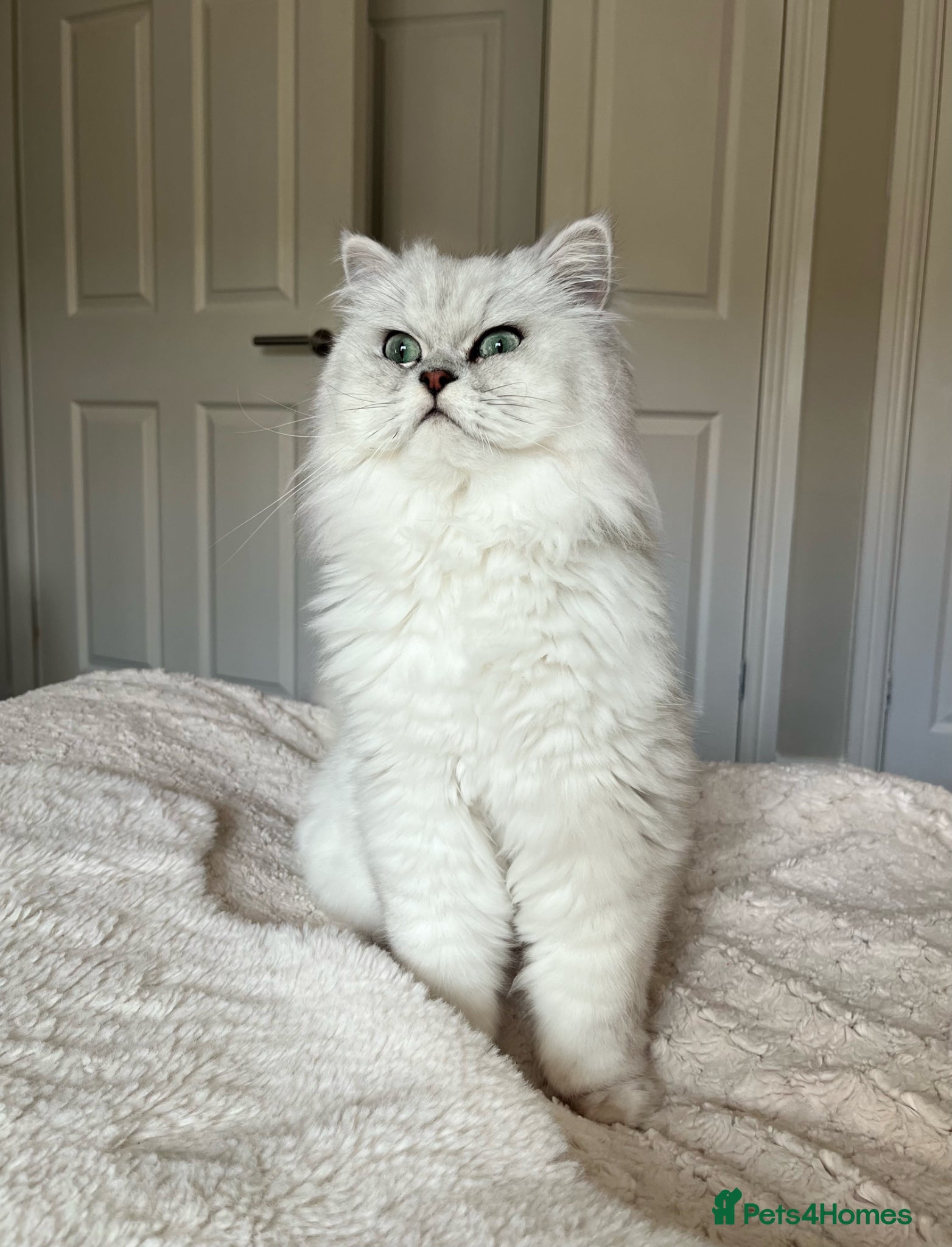 Persian cats Ronnie  - Advert 4