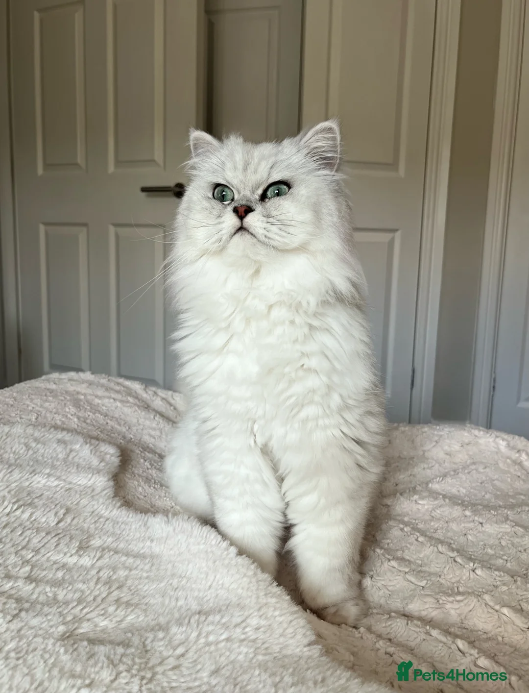 Persian cats for sale: Ronnie  in Billingham - Advert 1