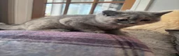British Shorthair cats for sale: Stunning GCCF reg. Blue  Cream  BSH  - Advert 14