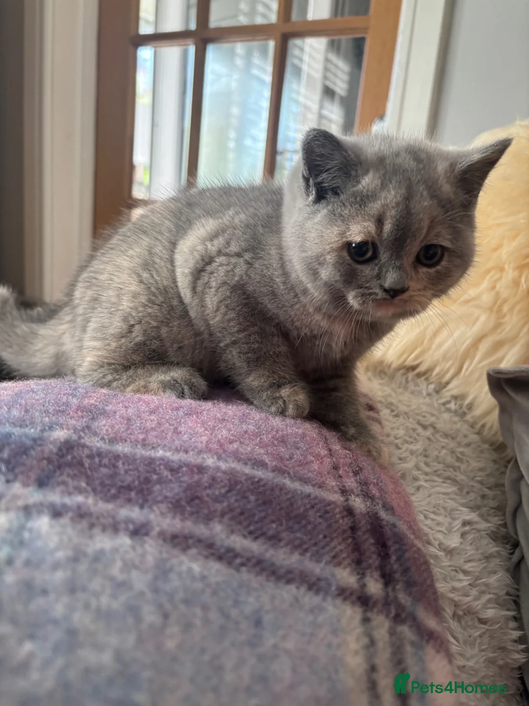 British Shorthair cats for sale: Stunning GCCF reg. Blue  Cream  BSH  - Advert 14