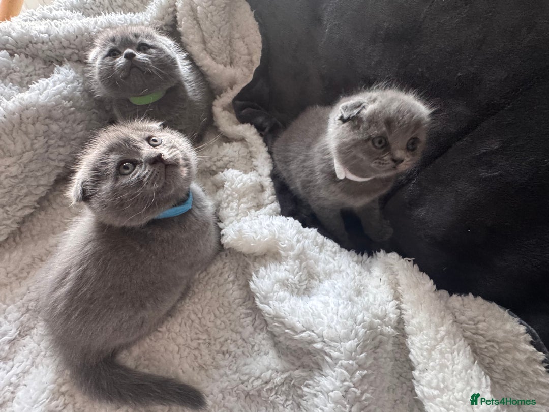 Scottish Fold cats for sale: Beautiful British Shorthair Scottish Fold Kittens - Advert 16