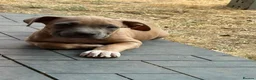 Staffordshire Bull Terrier dogs for sale: American Staffordshire terrier.ready to leave!!!  - Advert 19