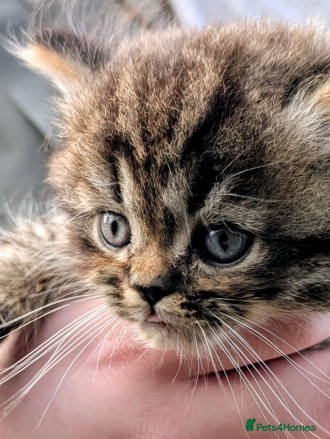 Mixed Breed cats for sale: Two Stunning Tabby Boys, Persian Chinchilla cross - Image 3