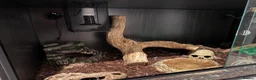 Python Snake reptiles for sale: Hypo Enchi Royal Python (Male) - Advert 4