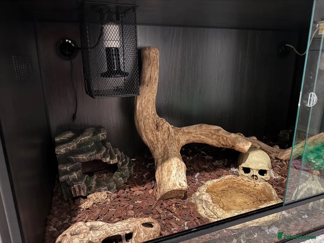 Python Snake reptiles for sale: Hypo Enchi Royal Python (Male) - Advert 4