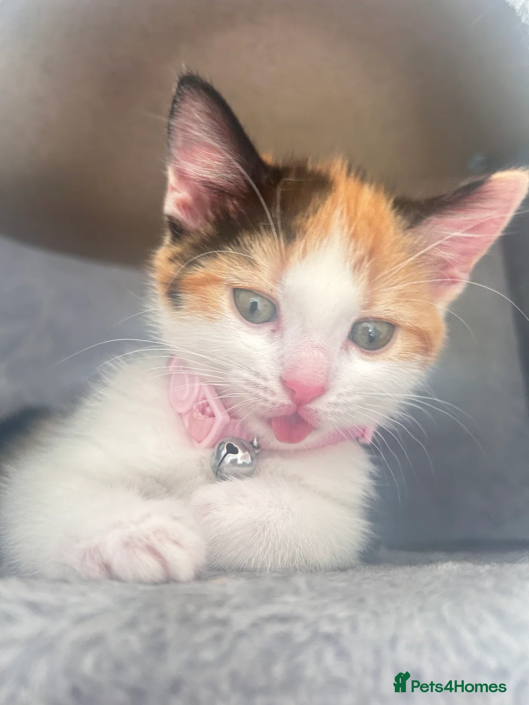 Mixed Breed cats for sale: Mochi Kimchi & Miso - Advert 13