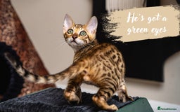 Bengal cats for sale: Dune- Stunning Bengal Boy- TICA with champion line - Image 5