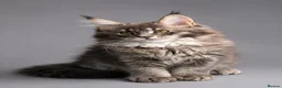 Maine Coon cats for sale: Registered Maine Coon Kittens.  - Advert 14