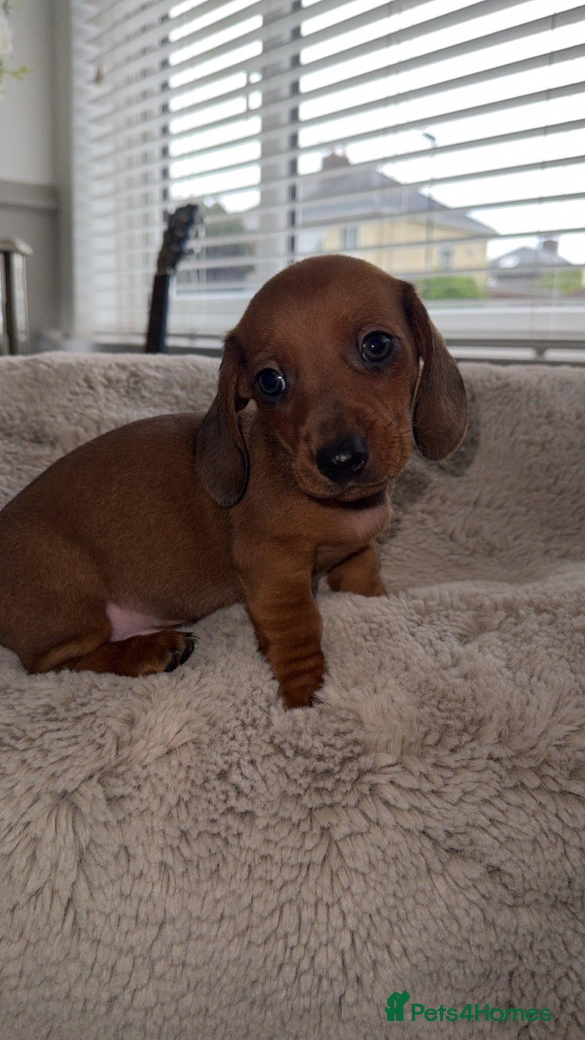 Dachshund dogs Miniture daschounds   - Advert 17