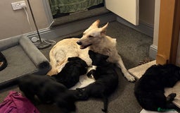 German Shepherd dogs for sale: German Shepherd Cross Dutch shepherd Puppy  - Image 13