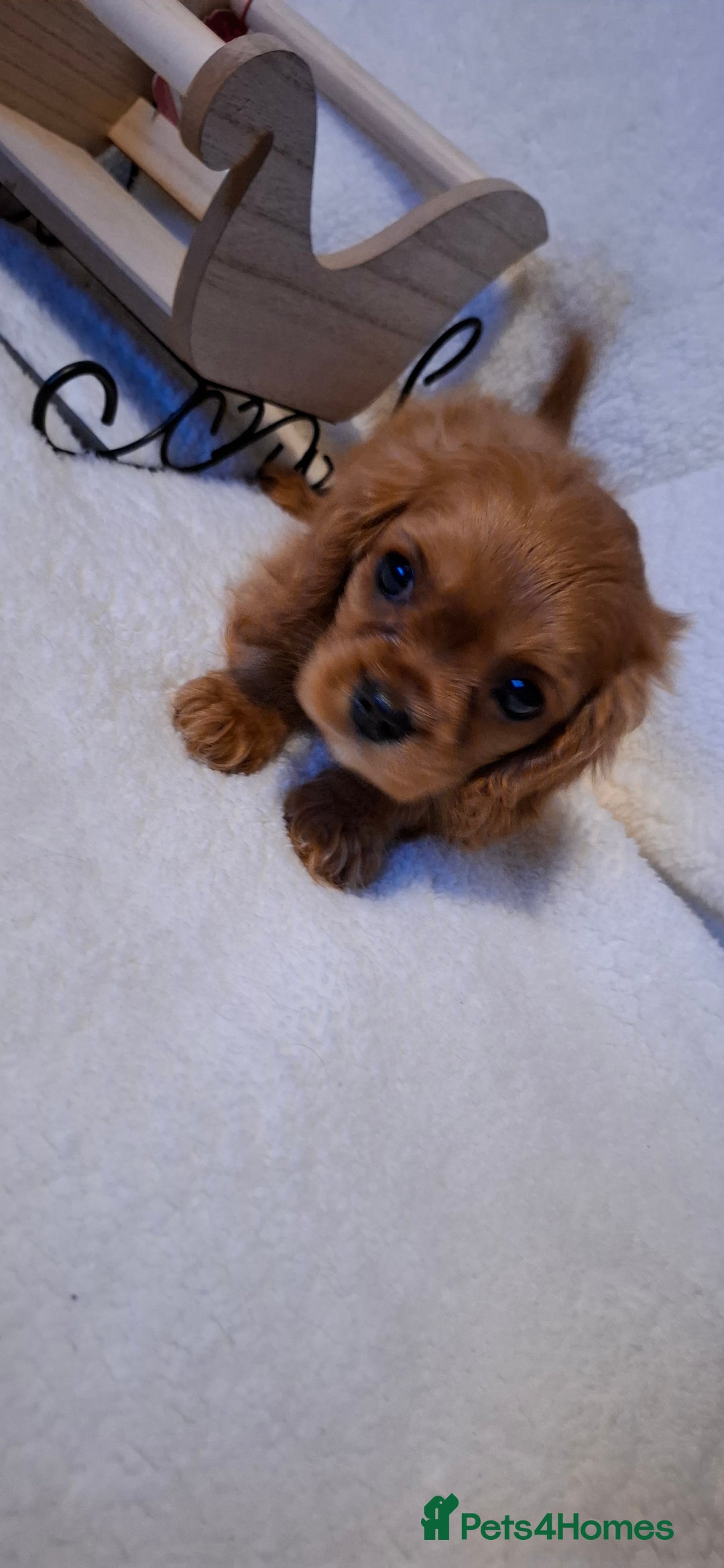 Cavalier King Charles Spaniel dogs for sale: One Kc reg Cavalier king Charles boy left - Advert 8