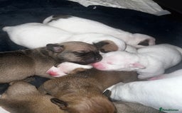Mixed Breed dogs for sale: Bulldach Puppies - Image 11