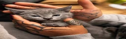 British Shorthair cats for sale: *reductions made* - JUST 2 BOYS LEFT!  - Advert 3