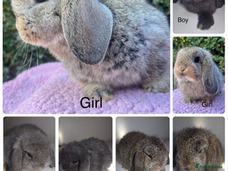 Mini Lop rabbits Mini lops available - Advert 15