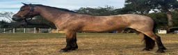 New Forest horses for sale: Smart 4 Year Old PB NF Gelding - Advert 1