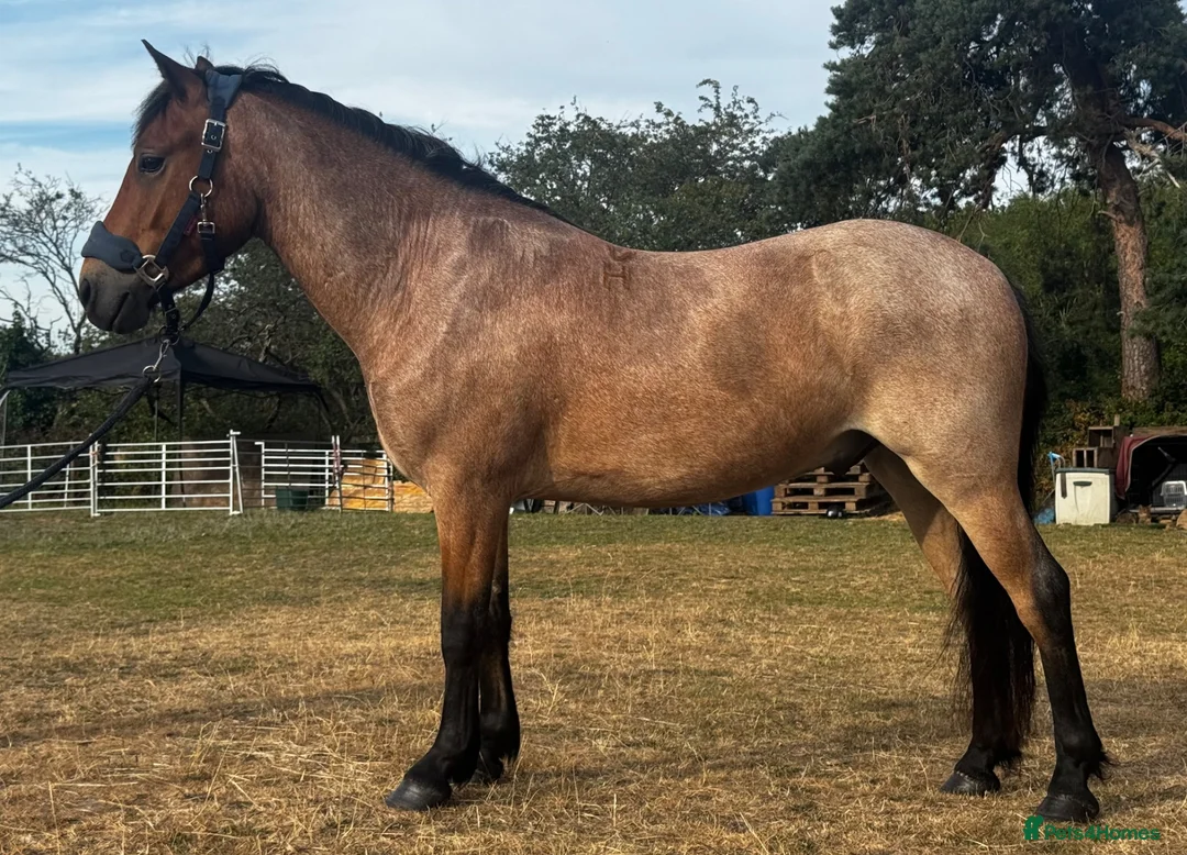 New Forest horses for sale: Smart 4 Year Old PB NF Gelding - Advert 1