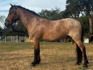 New Forest horses Smart 4 Year Old PB NF Gelding - Advert 1