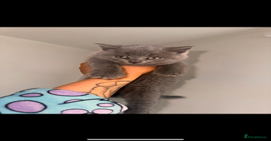 British Shorthair cats - Advert 11