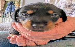 Mixed Breed dogs for sale: 6 stunning jackshund puppies ready to leave now - Image 16