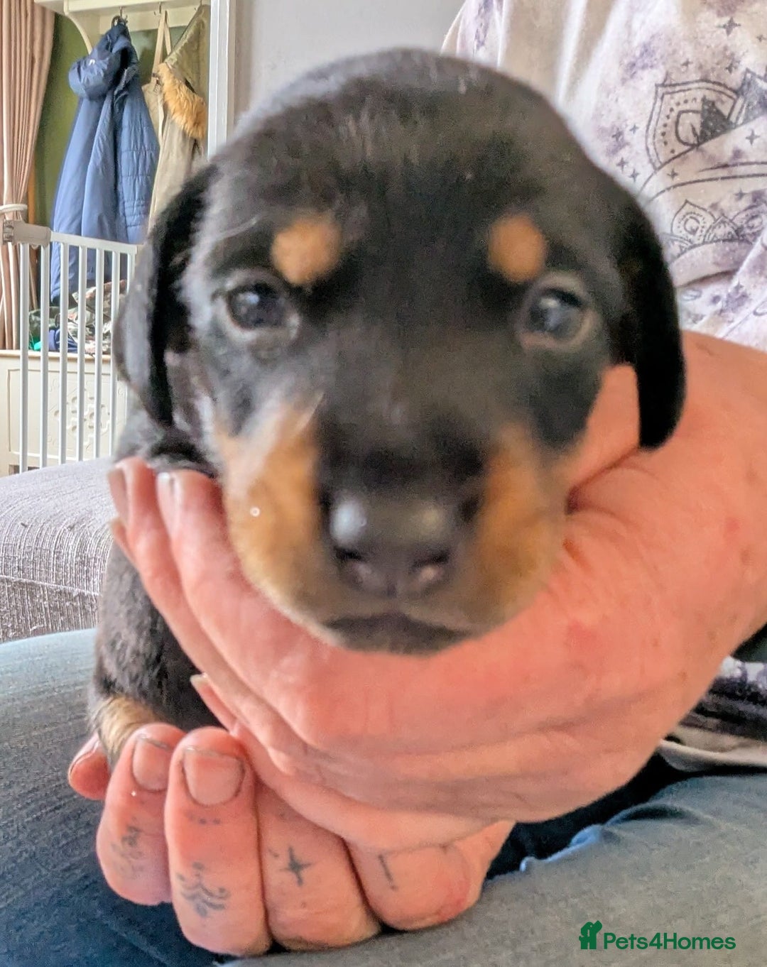 Mixed Breed dogs for sale: 6 stunning jackshund puppies ready to leave now - Image 16
