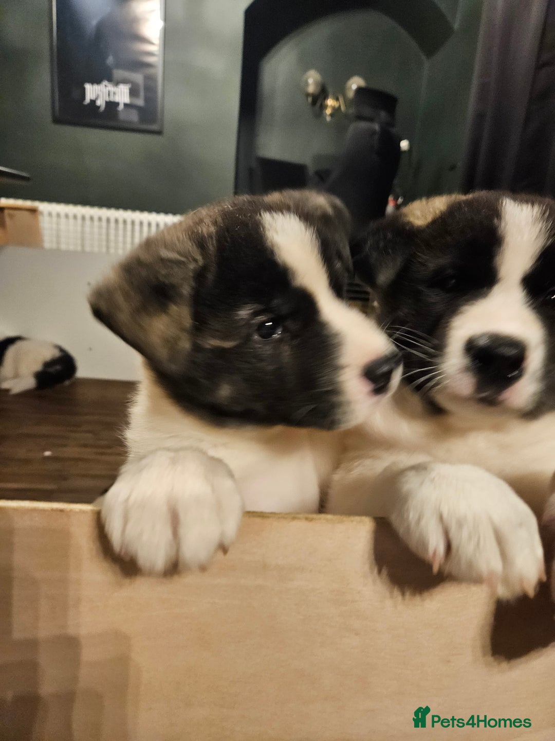 Akita dogs for sale: Beautiful Akita puppies - Advert 28