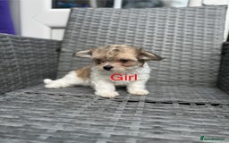 Yochon dogs for sale: Yorkshire Terrier mix with Bichon Maltese - Image 2