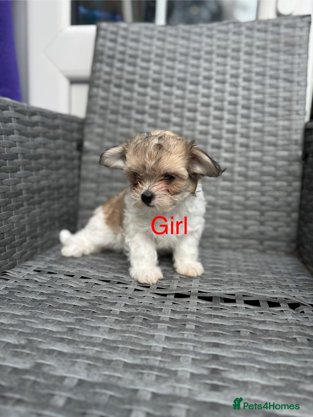 Yochon dogs for sale: Yorkshire Terrier mix with Bichon Maltese - Image 2