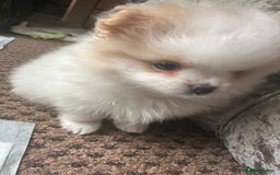 Pomeranian dogs for sale: KC Reg Pomeranian Girls - Image 12