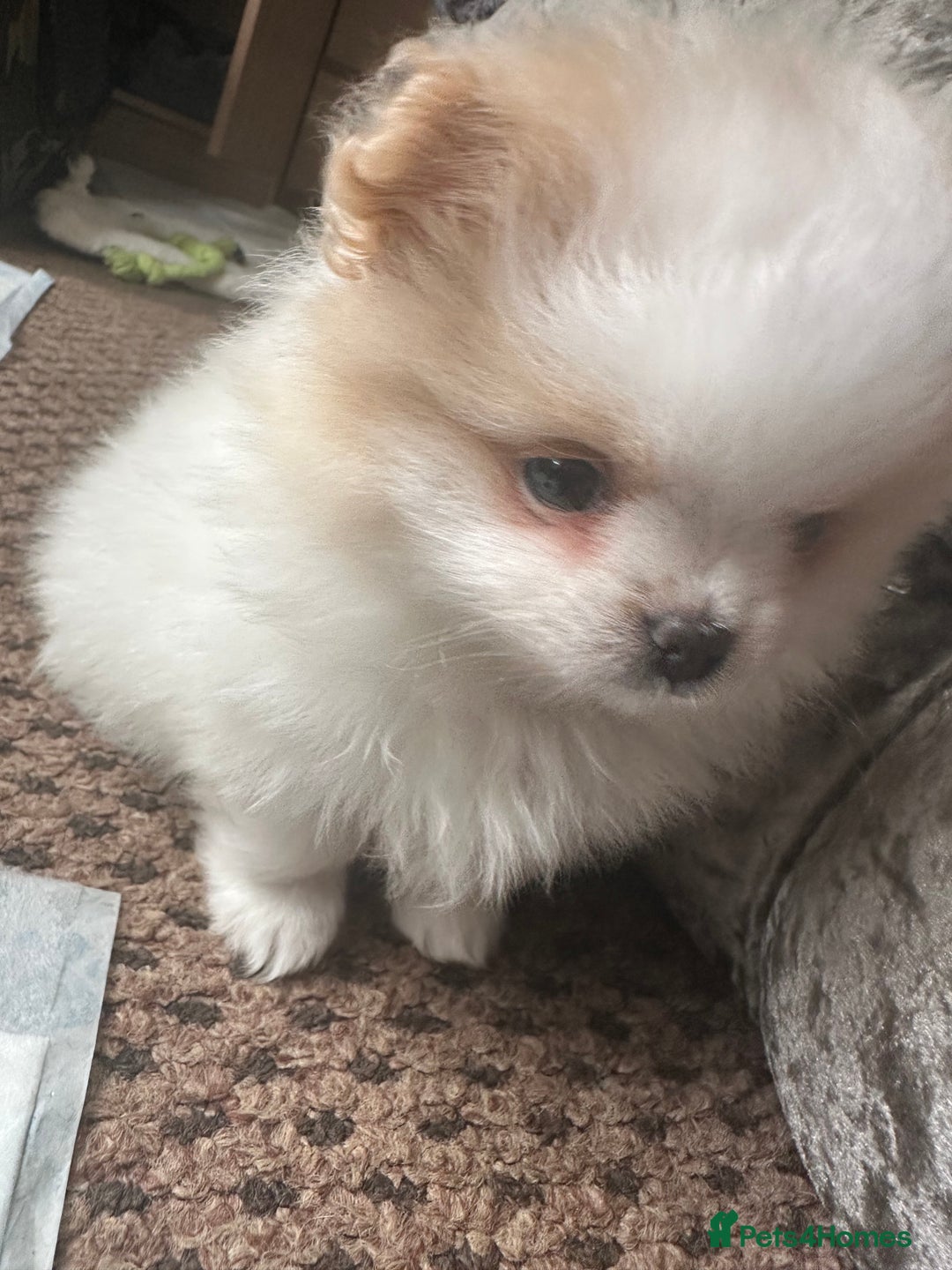 Pomeranian dogs for sale: KC Reg Pomeranian Girls - Image 12