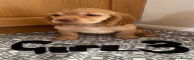 Cavapoo 3