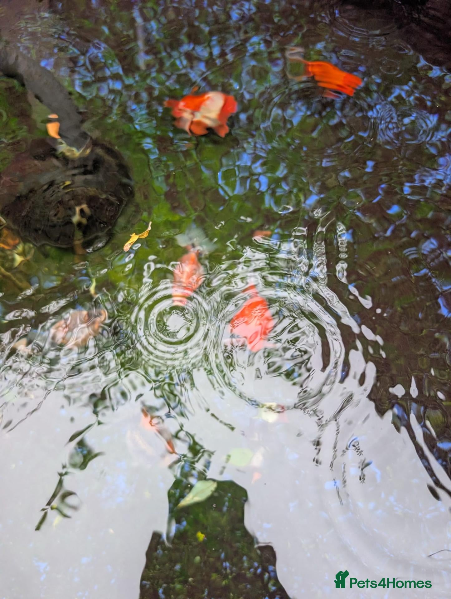 Fancy Goldfish fish for sale: Fancy Goldfish - URGENT REHOME - Advert 3