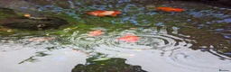 Fancy Goldfish fish for sale: Fancy Goldfish - URGENT REHOME in Leighton Buzzard - Advert 1