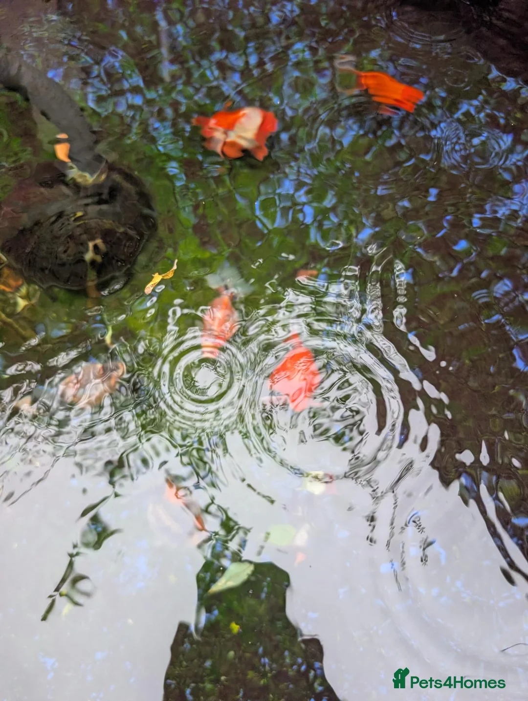Fancy Goldfish fish for sale: Fancy Goldfish - URGENT REHOME in Leighton Buzzard - Advert 1