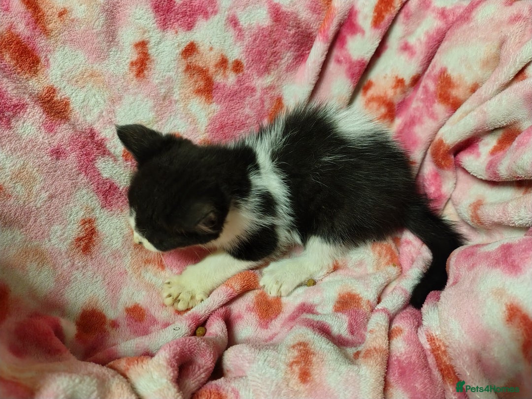 Mixed Breed cats for sale: Black and white kittens - Image 5
