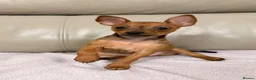 Russian Toy Terrier dogs for sale: Russian Toy Terrier in Maidstone - Advert 11
