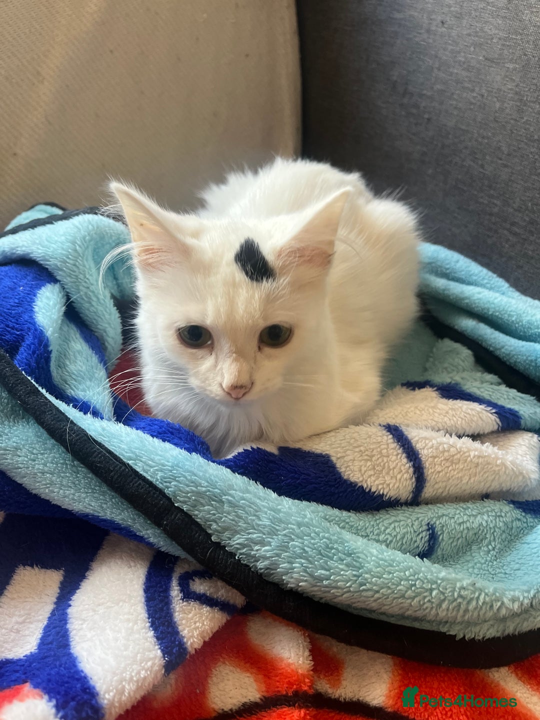 British Longhair cats for sale: 5 month old kittens for sale  - Image 1