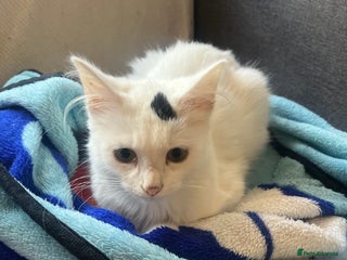 British Longhair cats - Advert 14