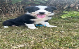 Border Collie dogs for sale: Border collie pups for sale  - Image 2