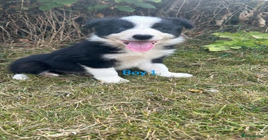 Border Collie dogs - Advert 6