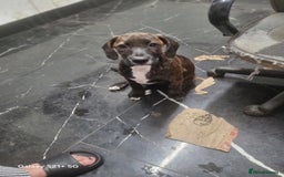 Mixed Breed dogs for sale: Cute little princess  - Image 11