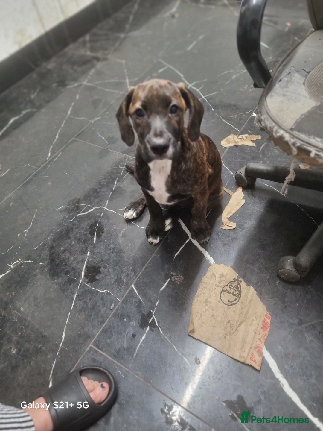 Mixed Breed dogs for sale: Cute little princess  - Image 11