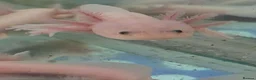 Axolotl reptiles for sale: Juvenile axolotls - Advert 3