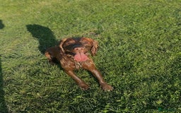 Cocker Spaniel dogs for stud: Working Cocker Spaniel at Stud (Proven) - Advert 2