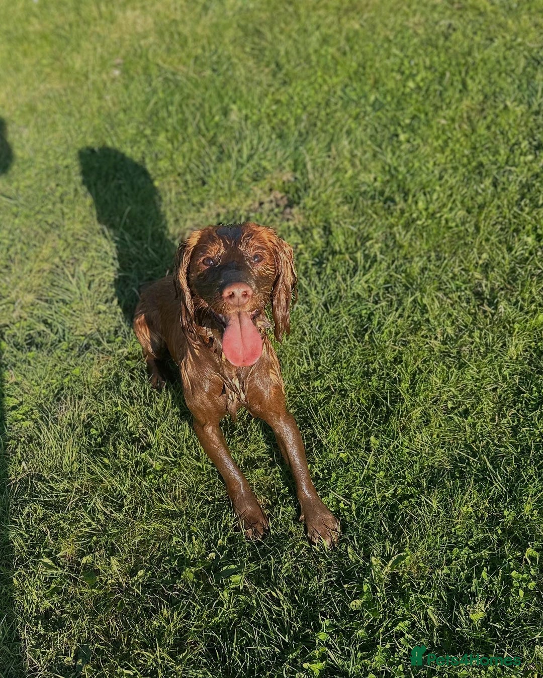 Cocker Spaniel dogs for stud: Working Cocker Spaniel at Stud (Proven) - Advert 2