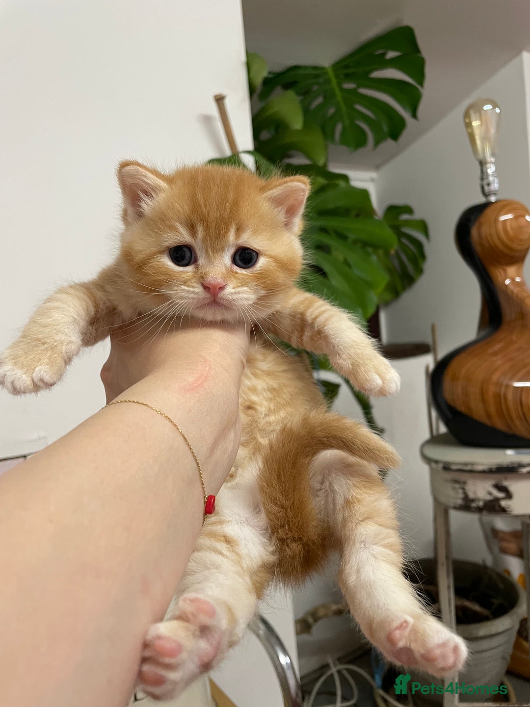 British Shorthair cats for sale: Adorable golden kittens - Advert 20