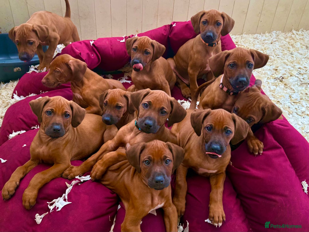 Rhodesian Ridgeback dogs for sale: Rhodesian Ridgeback Puppies KC reg - Image 1