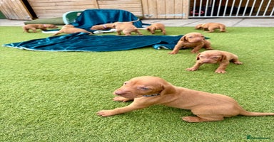 Hungarian Vizsla dogs - Advert 2