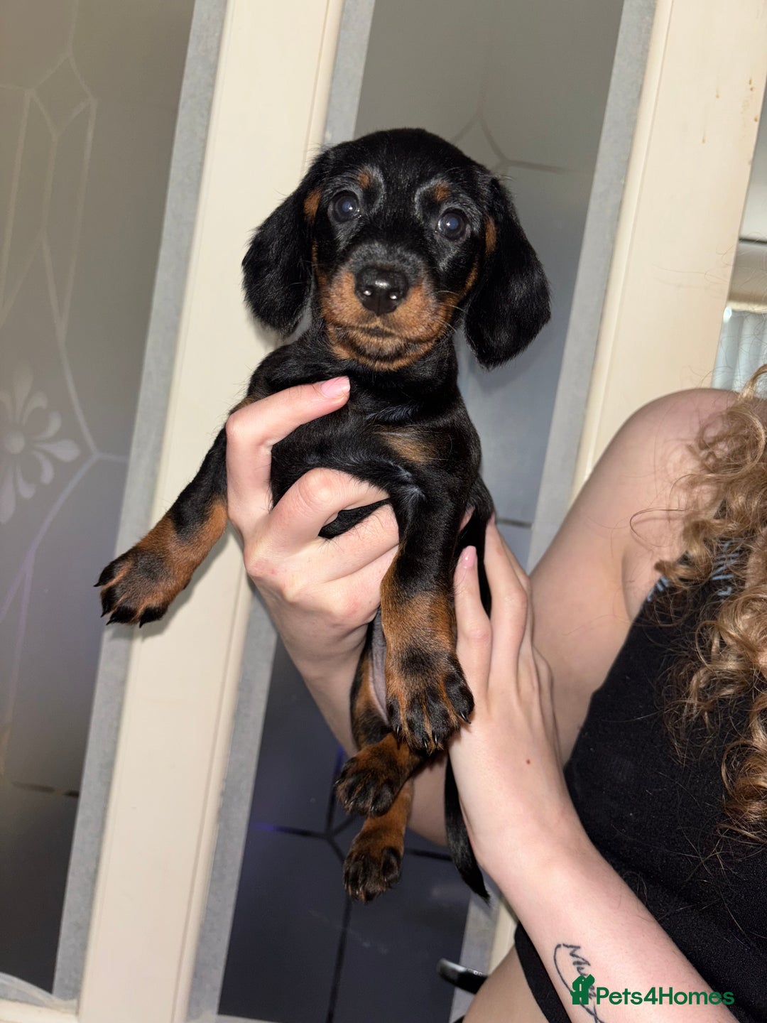 Mixed Breed dogs for sale: Doxiepoo puppies (3/4 minature dachshund) - Image 7